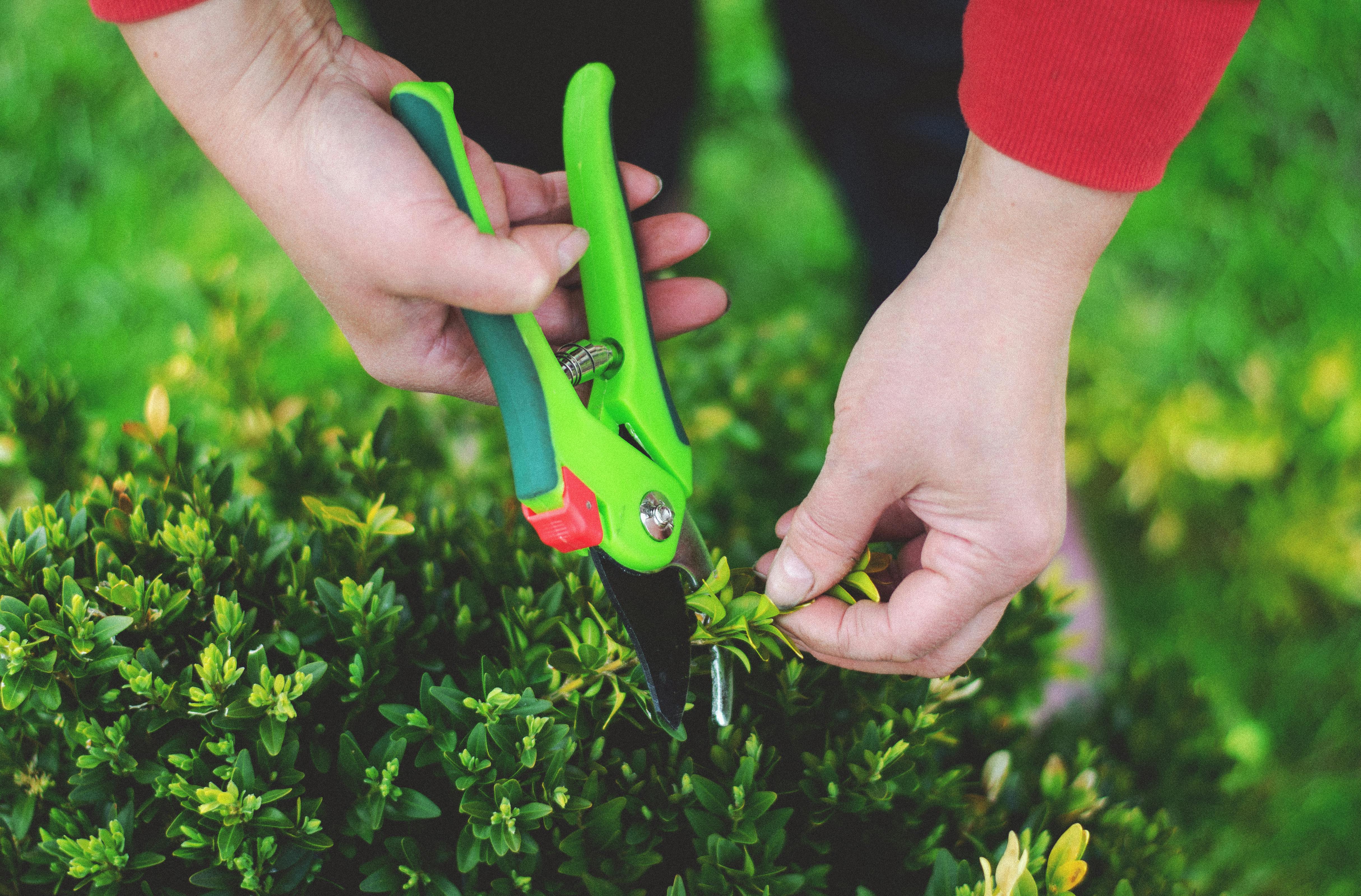 The Art of Pruning: Autumn Care Tips for Trees and Shrubs 🍂🌳